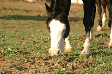 Threadworms In Horses