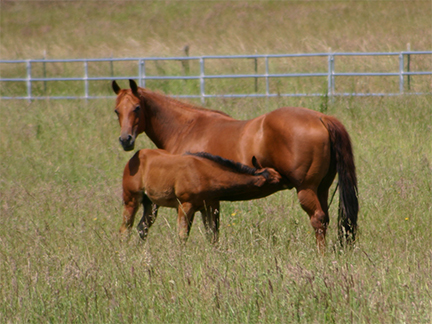 nursing-foal.jpg