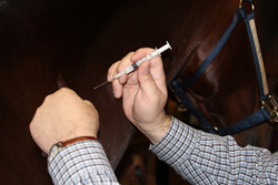 Fly Control for Suburban or Small Acreage Horse Owners